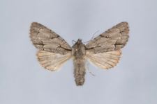 Acronicta cuspis