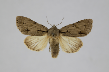 Acronicta tridens