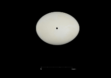 Pygoscelis adeliae
