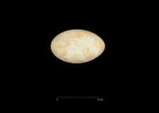 Phalacrocorax atriceps