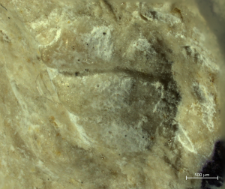 Goniodromites serratus