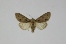 Acronicta tridens