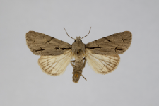 Acronicta tridens