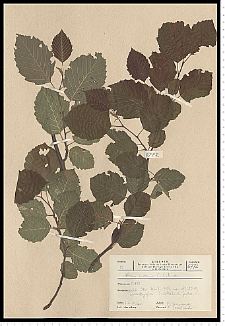 Alnus incana (L.) Moench