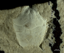 Goniodromites kubai