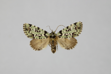 Moma alpium