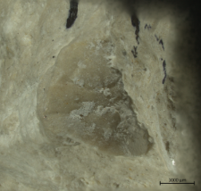 Goniodromites species