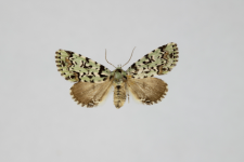 Moma alpium