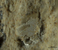 Goniodromitidae