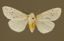 Spilosoma urticae (Esper, 1789)