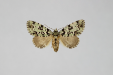 Moma alpium