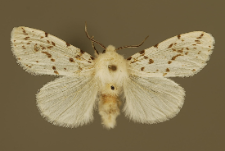 Hyphantria cunea (Drury, 1773)