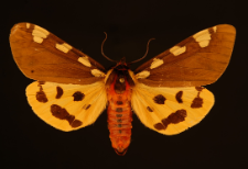 Arctia matronula (Linnaeus, 1758)