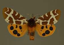 Arctia caja (Linnaeus, 1758)