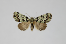 Moma alpium