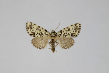 Moma alpium
