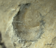 Goniodromites species