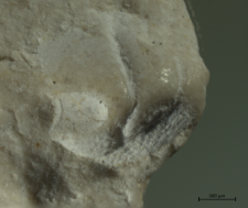 Goniodromites species