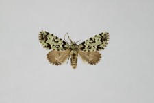 Moma alpium