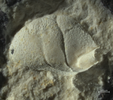 Goniodromites species
