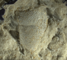 Goniodromites species