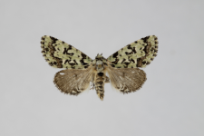 Moma alpium