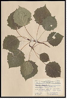 Populus tremula L.