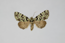 Moma alpium