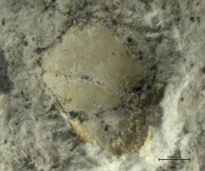 Goniodromites species