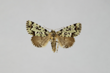 Moma alpium