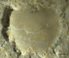 Tanidromites species