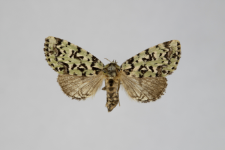 Moma alpium