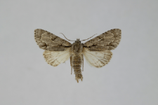 Acronicta psi