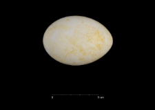Pygoscelis adeliae