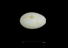 Phalacrocorax atriceps