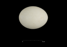 Pygoscelis adeliae