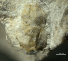 Tanidromites species