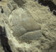 Goniodromites species