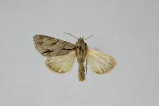 Acronicta psi