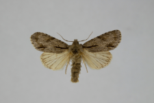 Acronicta psi