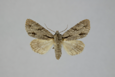 Acronicta psi