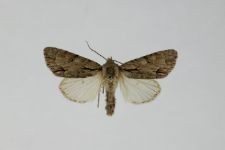 Acronicta psi