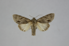 Acronicta psi