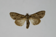 Acronicta psi