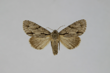 Acronicta psi