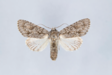 Acronicta aceris