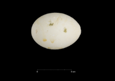 Pygoscelis adeliae