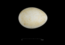 Pygoscelis adeliae