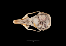 Gerbillus campestris