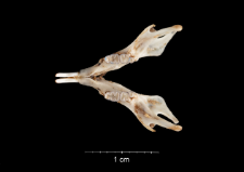 Gerbillus campestris